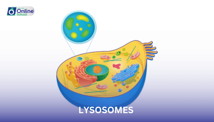 Lesson 11: Lysosomes - Formation and Function